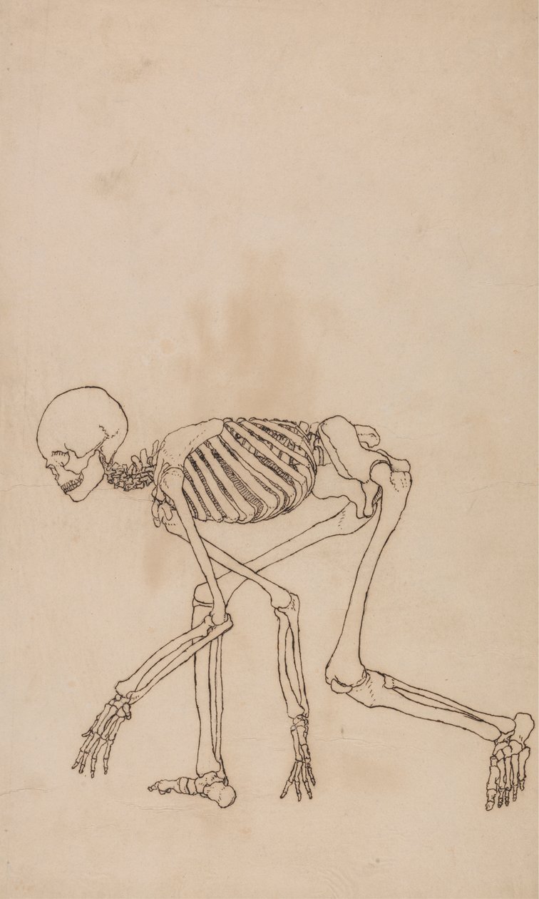 Emberi csontváz, oldalnézet alkotó: George Stubbs