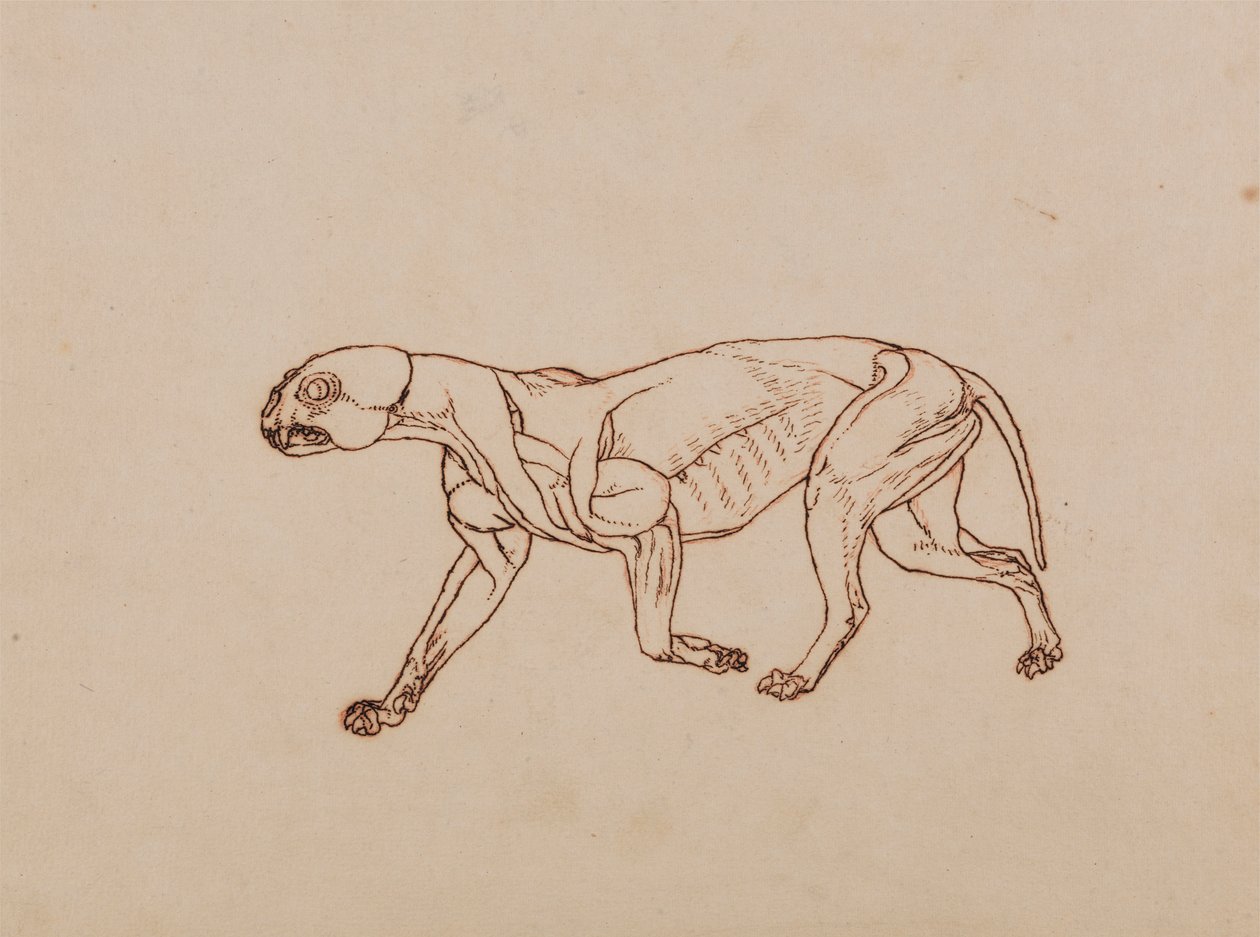 Leopárd test, oldalnézet alkotó: George Stubbs