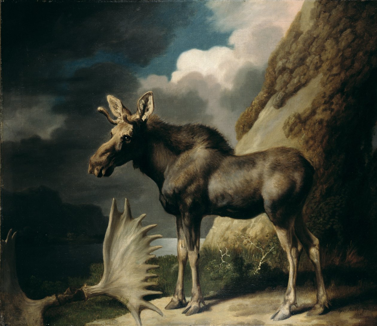 Moose, 1770 alkotó: George Stubbs