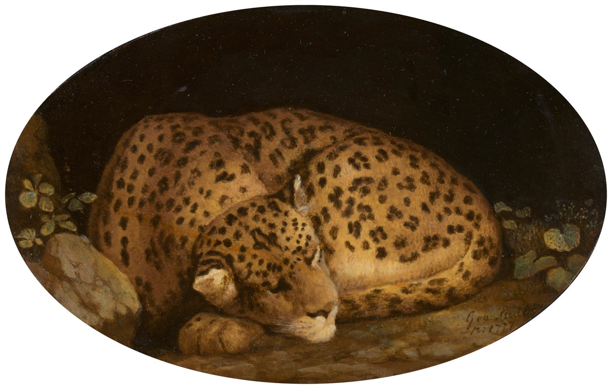 Alvó Leopárd alkotó: George Stubbs