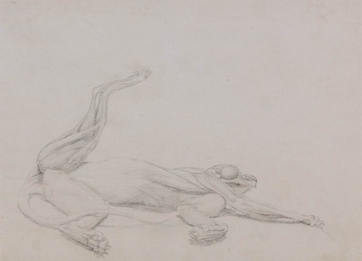 Tigris test, fekvő, hasról nézve alkotó: George Stubbs