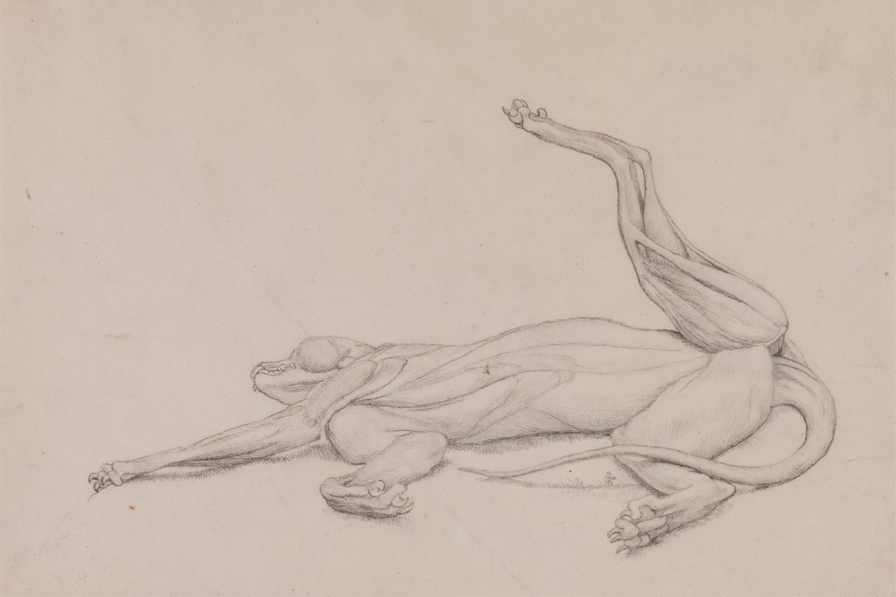 Tigris, fekvő, hasról nézve alkotó: George Stubbs