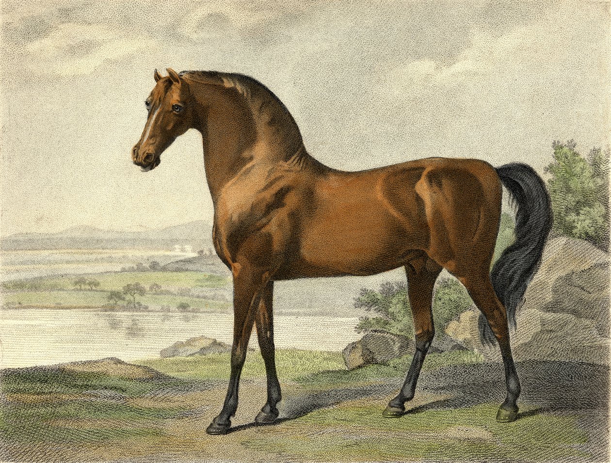 Warren Hastings arab alkotó: George Stubbs