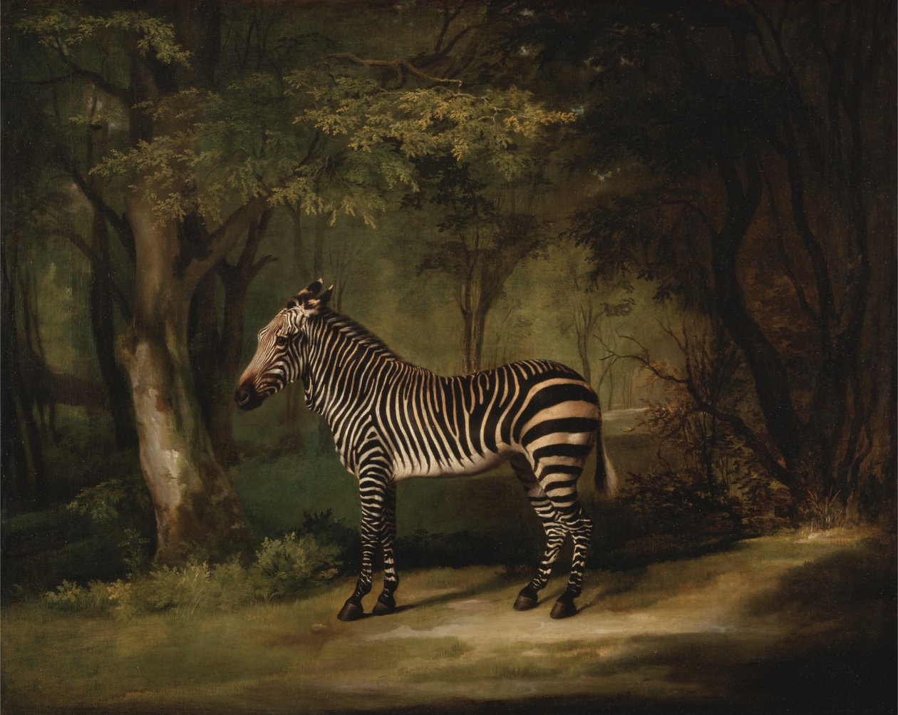 Zebra alkotó: George Stubbs