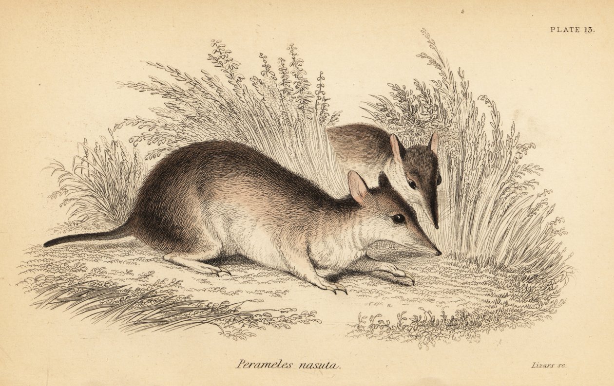 Hosszú orrú bandikóta, Perameles nasuta., 1841 (metszet) alkotó: Georges Robert Waterhouse