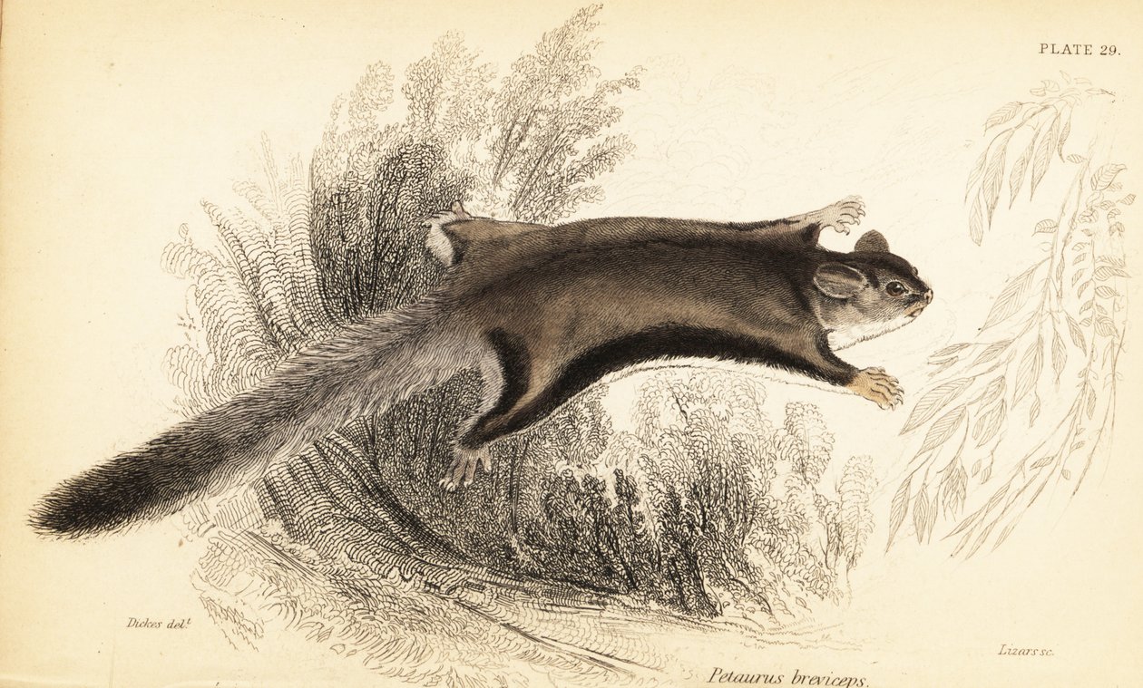 Cukorsikló, Petaurus breviceps.,1841 (metszet) alkotó: Georges Robert Waterhouse