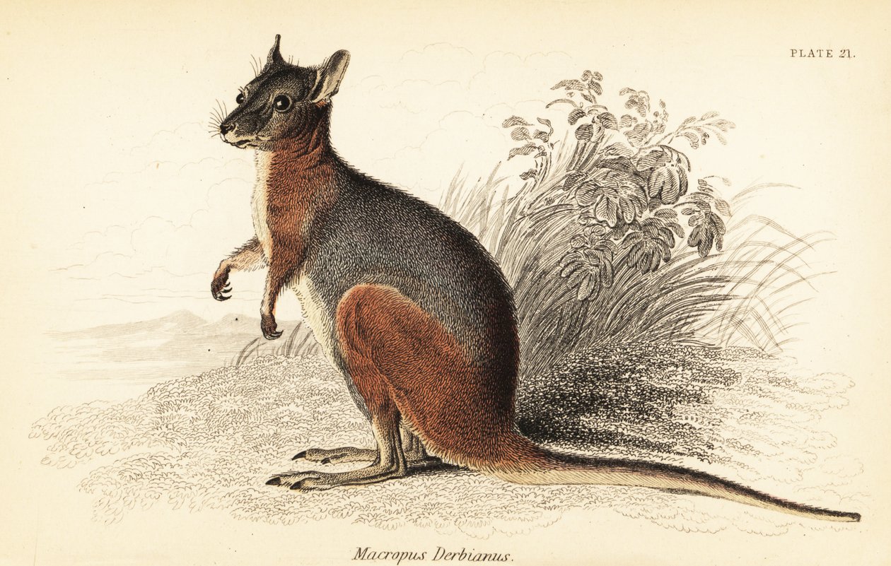 Tammar wallaby, Macropus eugenii., 1841 (metszet) alkotó: Georges Robert Waterhouse
