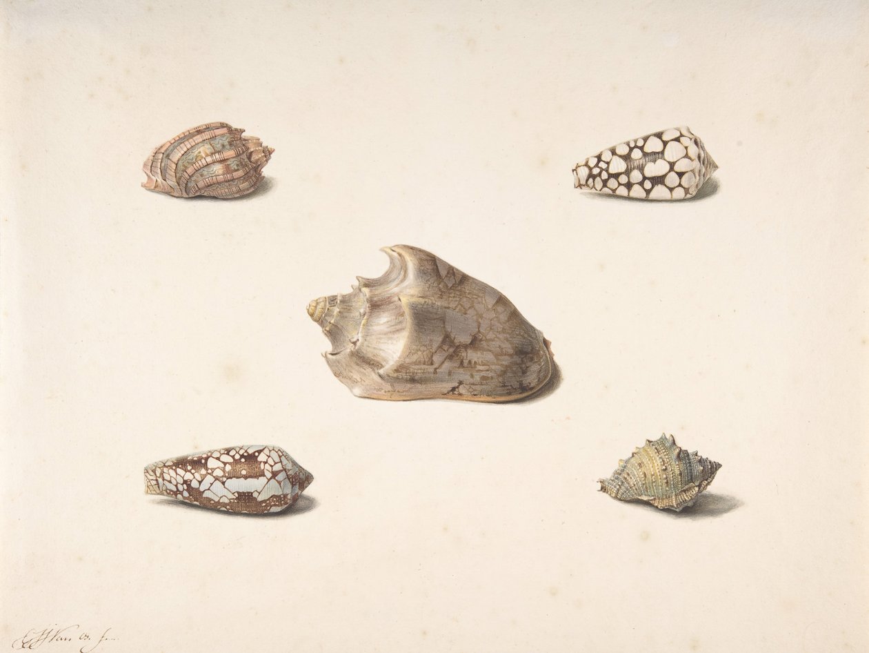 Five Shells, n.d. alkotó: Georgius Jacobus Johannes van Os