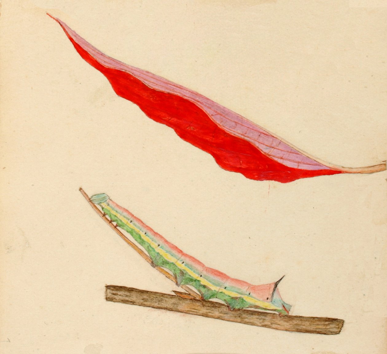Tükörhátú hernyó..., 20. század eleje. alkotó: Gerald H. Thayer