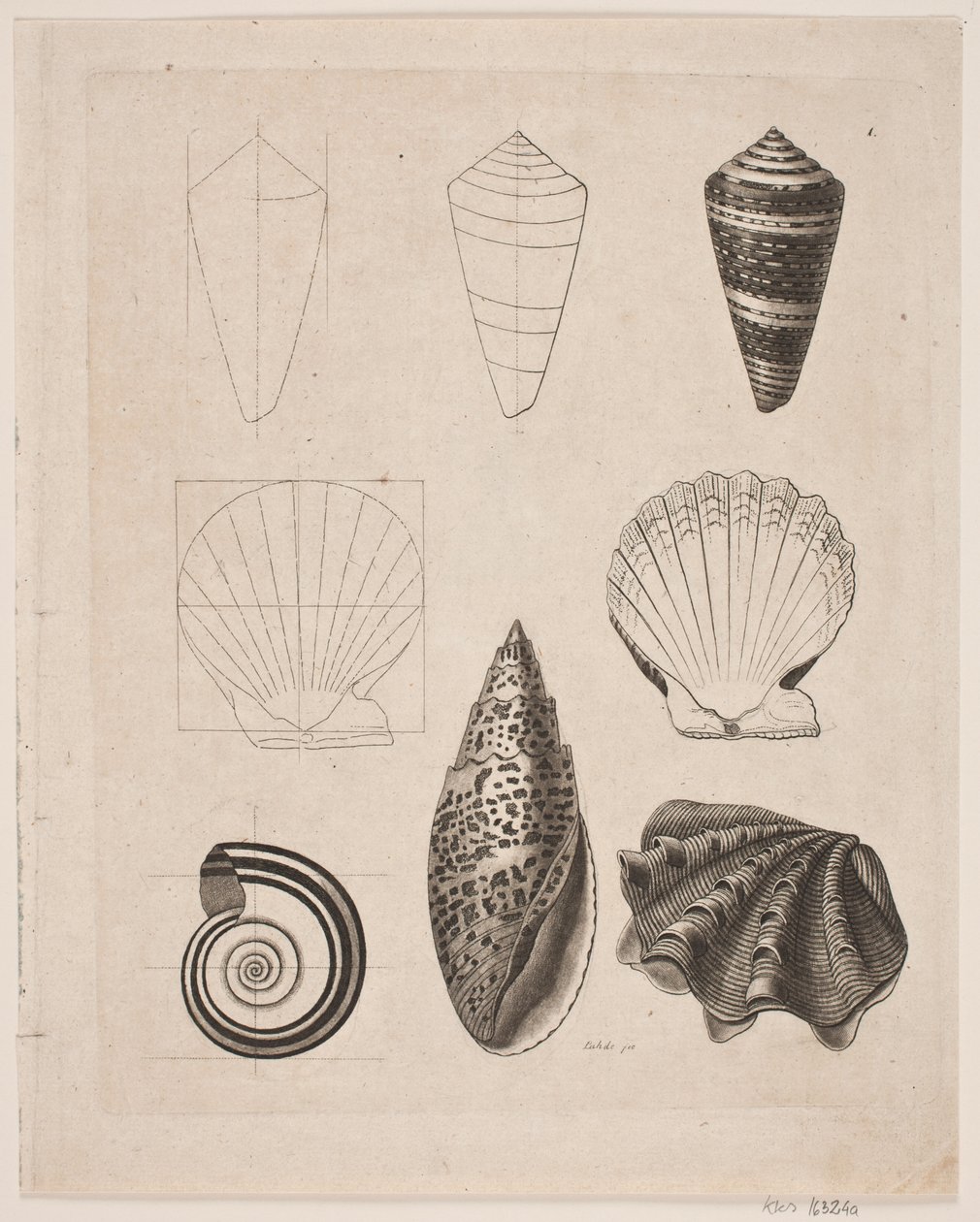 Palatábla csigákkal alkotó: Gerhard Ludvig Lahde