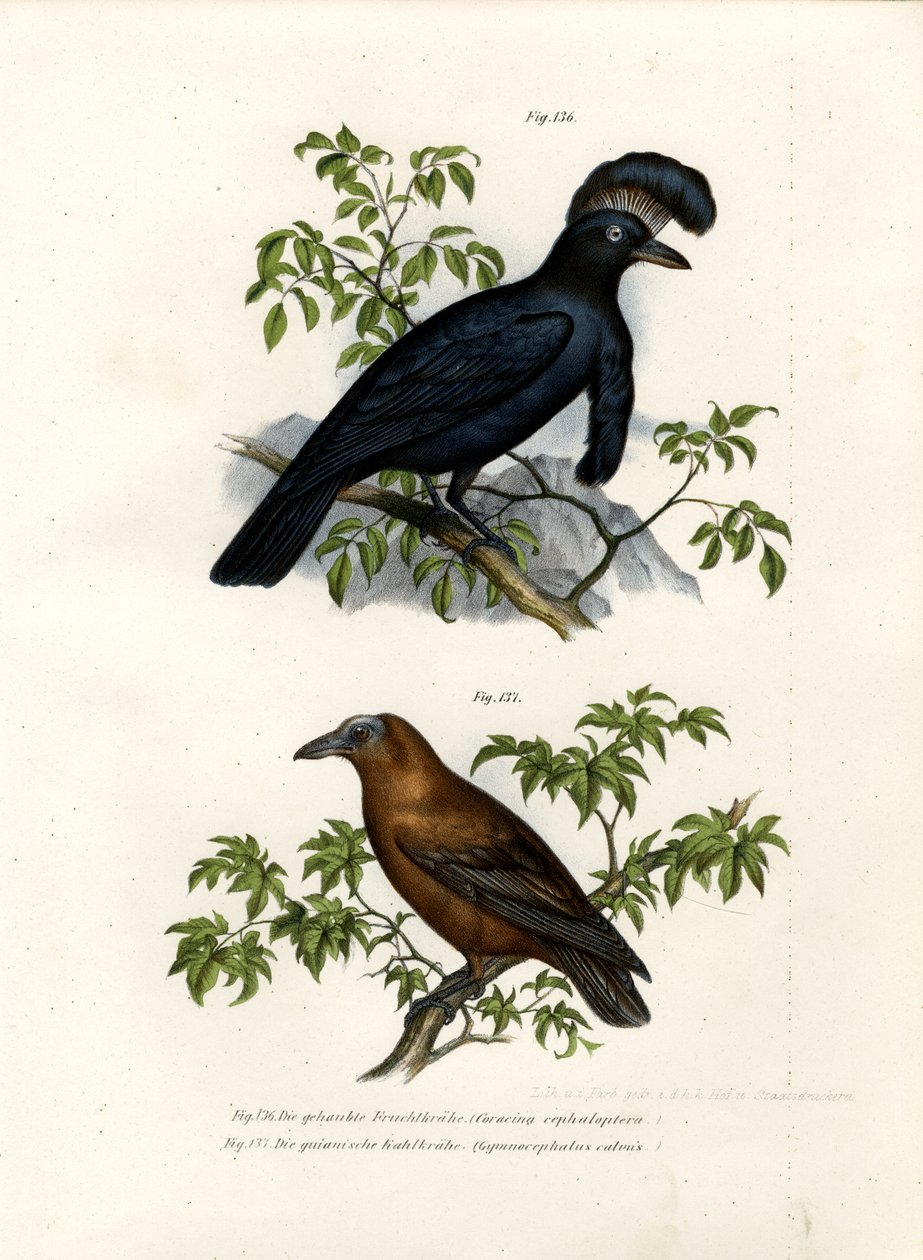 Amazóniai esernyő, 1864 alkotó: German School