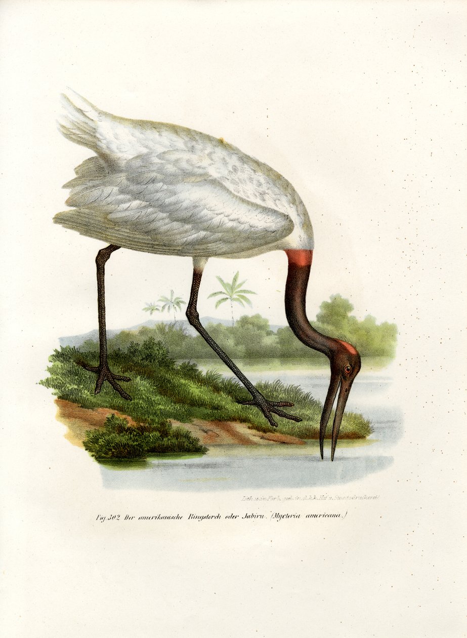 Amerikai Wood Ibis, 1864 alkotó: German School