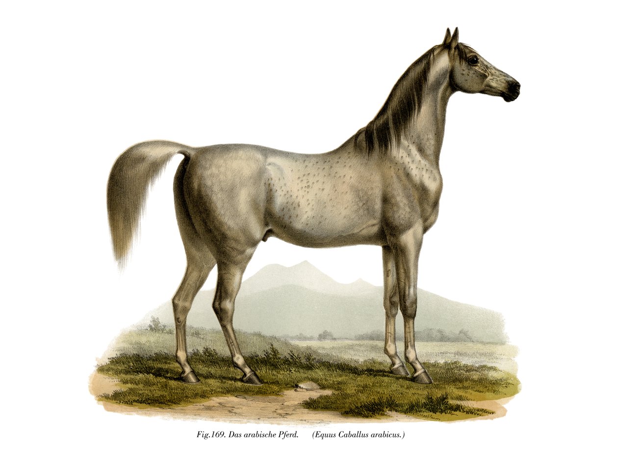 Arab ló, 1860 alkotó: German School