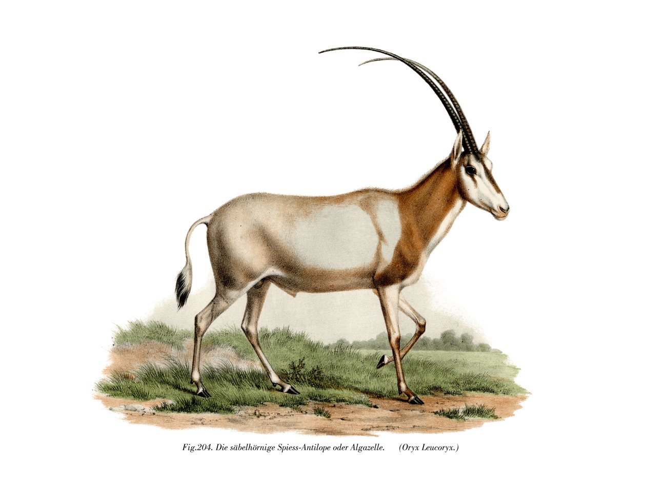 Arab Oryx, 1860 alkotó: German School