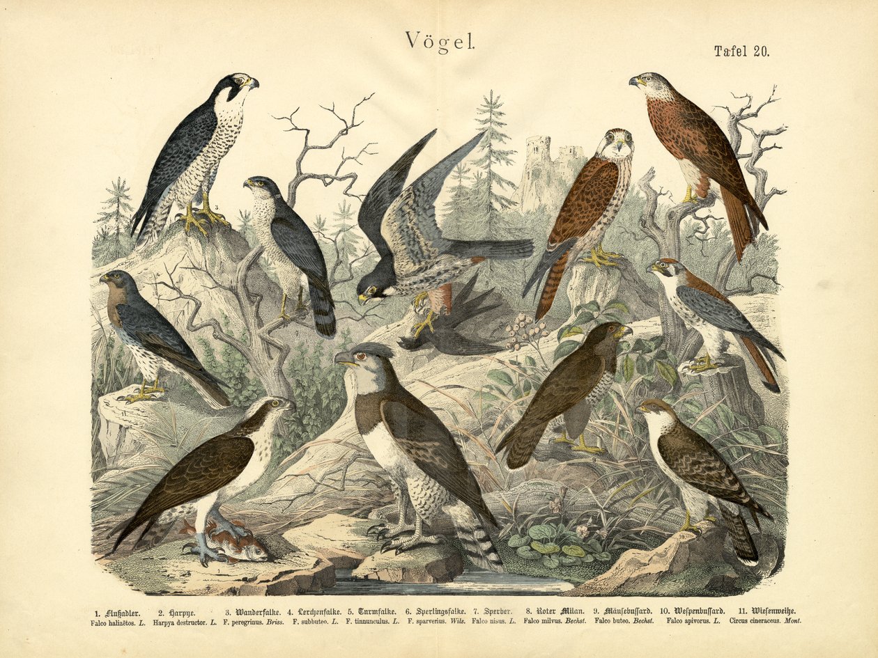 Madarak, 1860 körül alkotó: German School