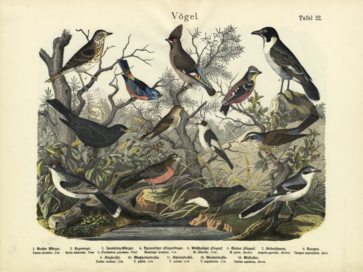 Madarak, 1860 körül alkotó: German School