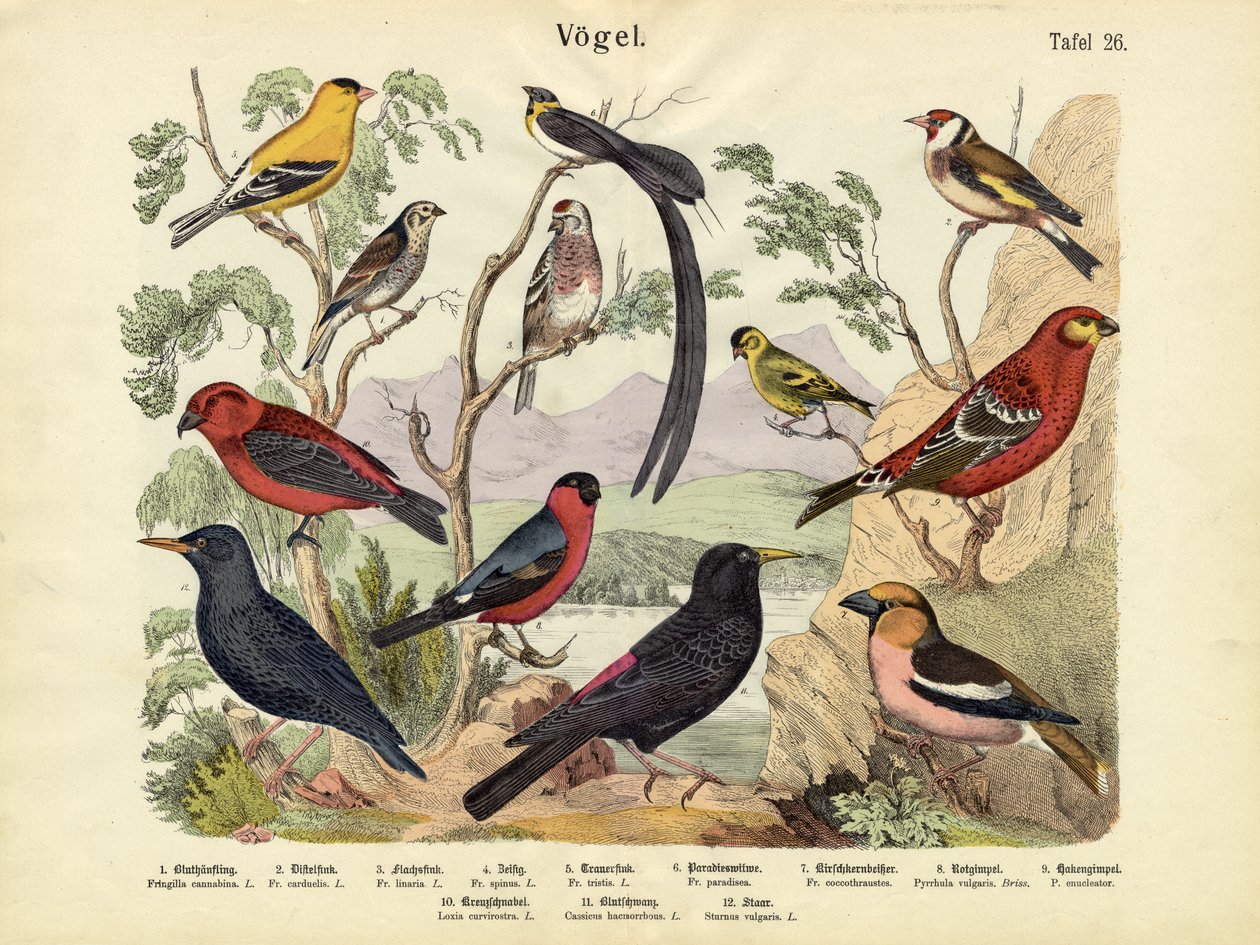 Madarak, 1860 körül alkotó: German School