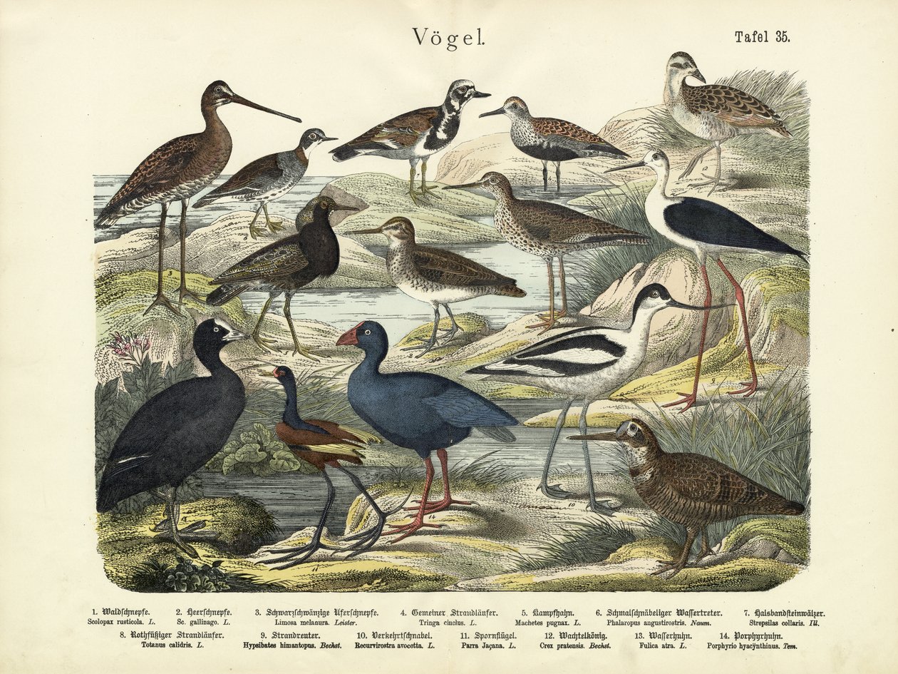 Madarak, 1860 körül alkotó: German School