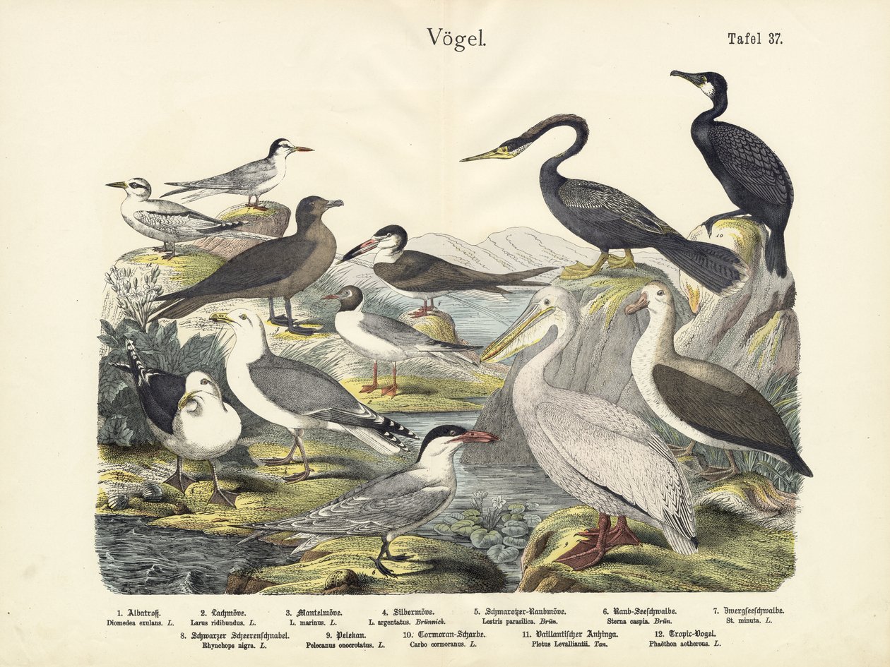 Madarak, 1860 körül alkotó: German School