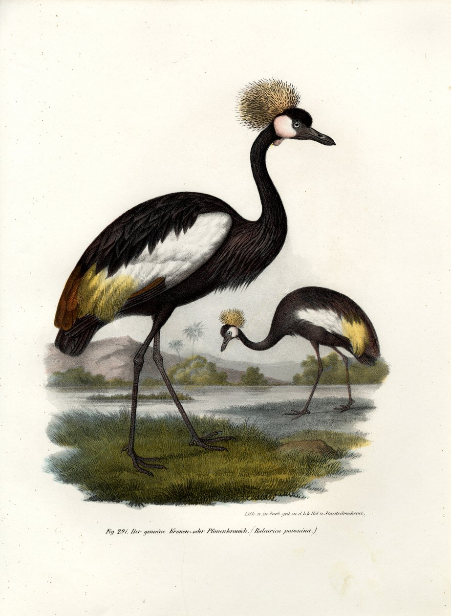 Fekete koronás daru, 1864 alkotó: German School