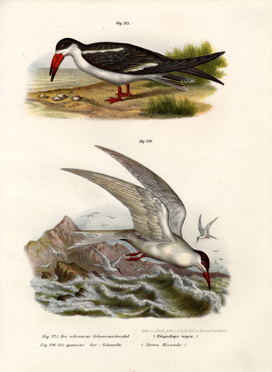 Fekete Skimmer, 1864 alkotó: German School