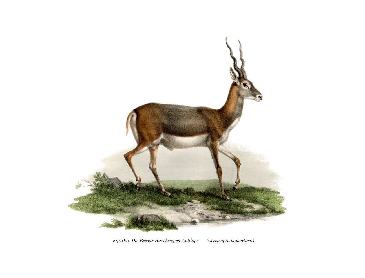 Blackbuck, 1860 alkotó: German School