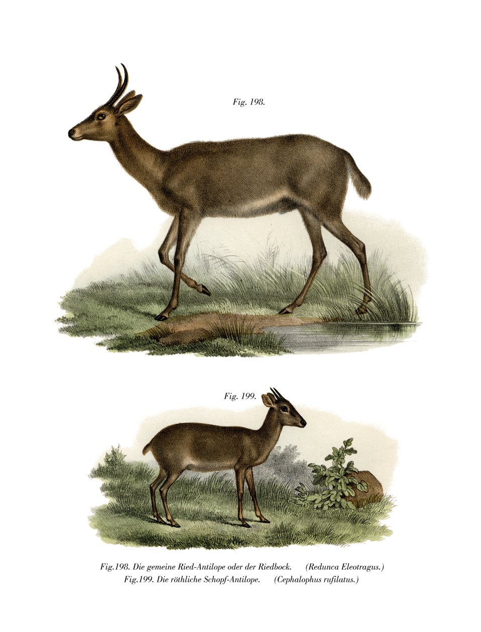 Bohor Reedbuck, 1860 alkotó: German School