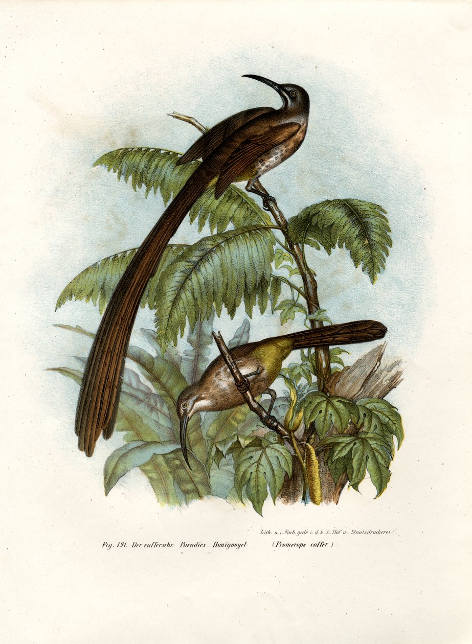 Cape Sugarbird, 1864 alkotó: German School