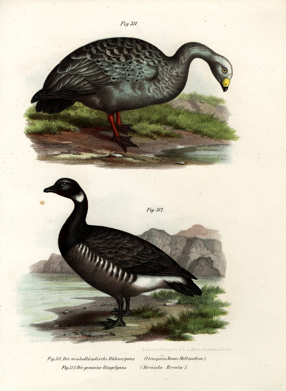 Cereopsis Goose, 1864 alkotó: German School