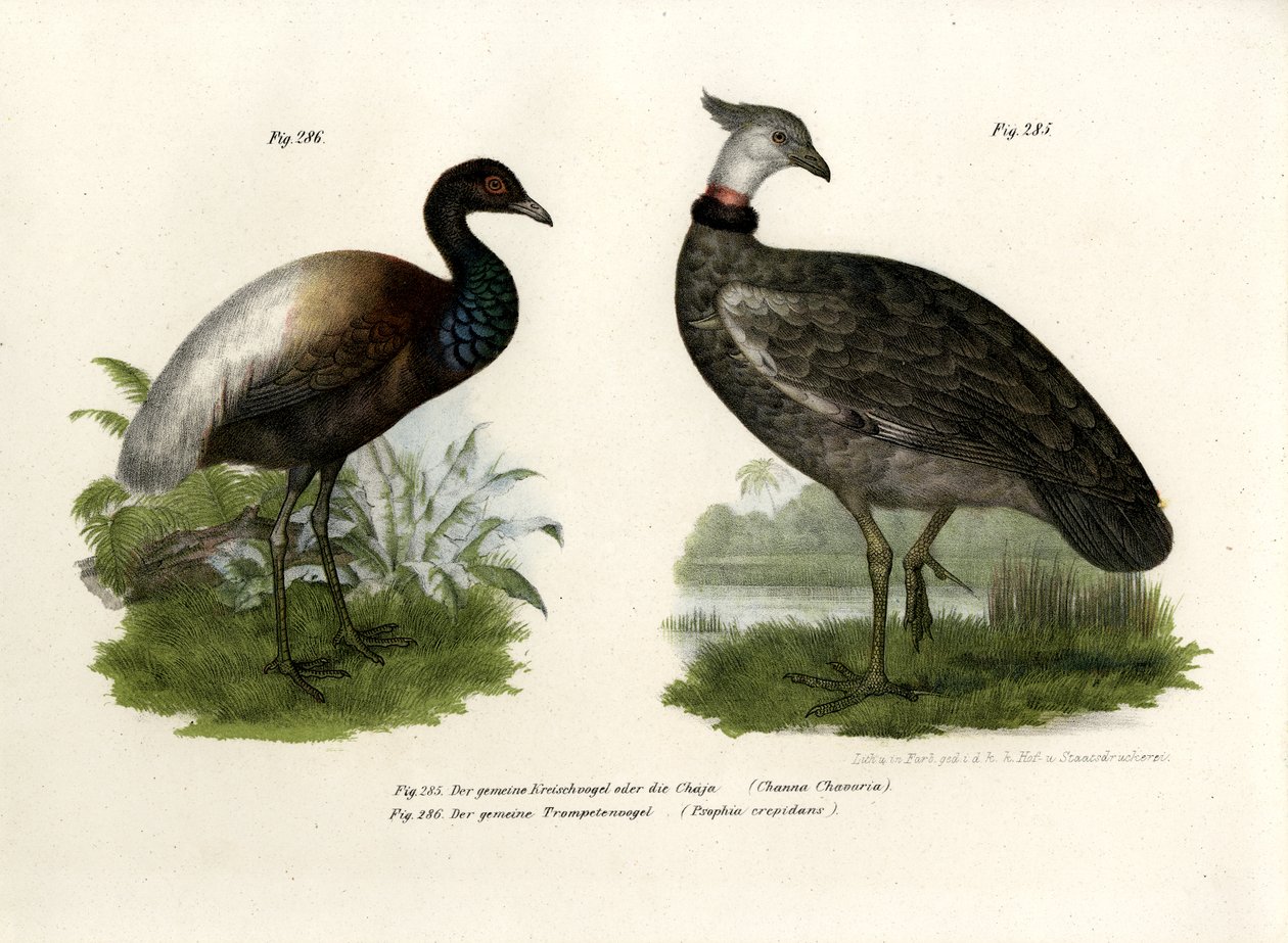 Chaja Bird, 1864 alkotó: German School