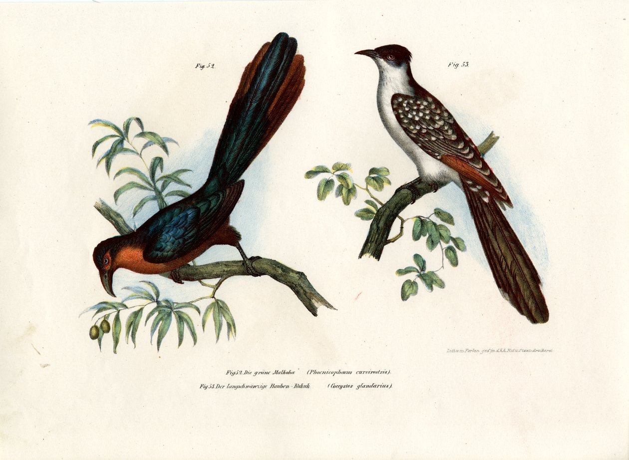 Gesztenyés mellű Malkoha, 1864 alkotó: German School