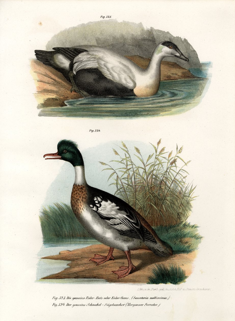 Közönséges pejkacsa, 1864 alkotó: German School