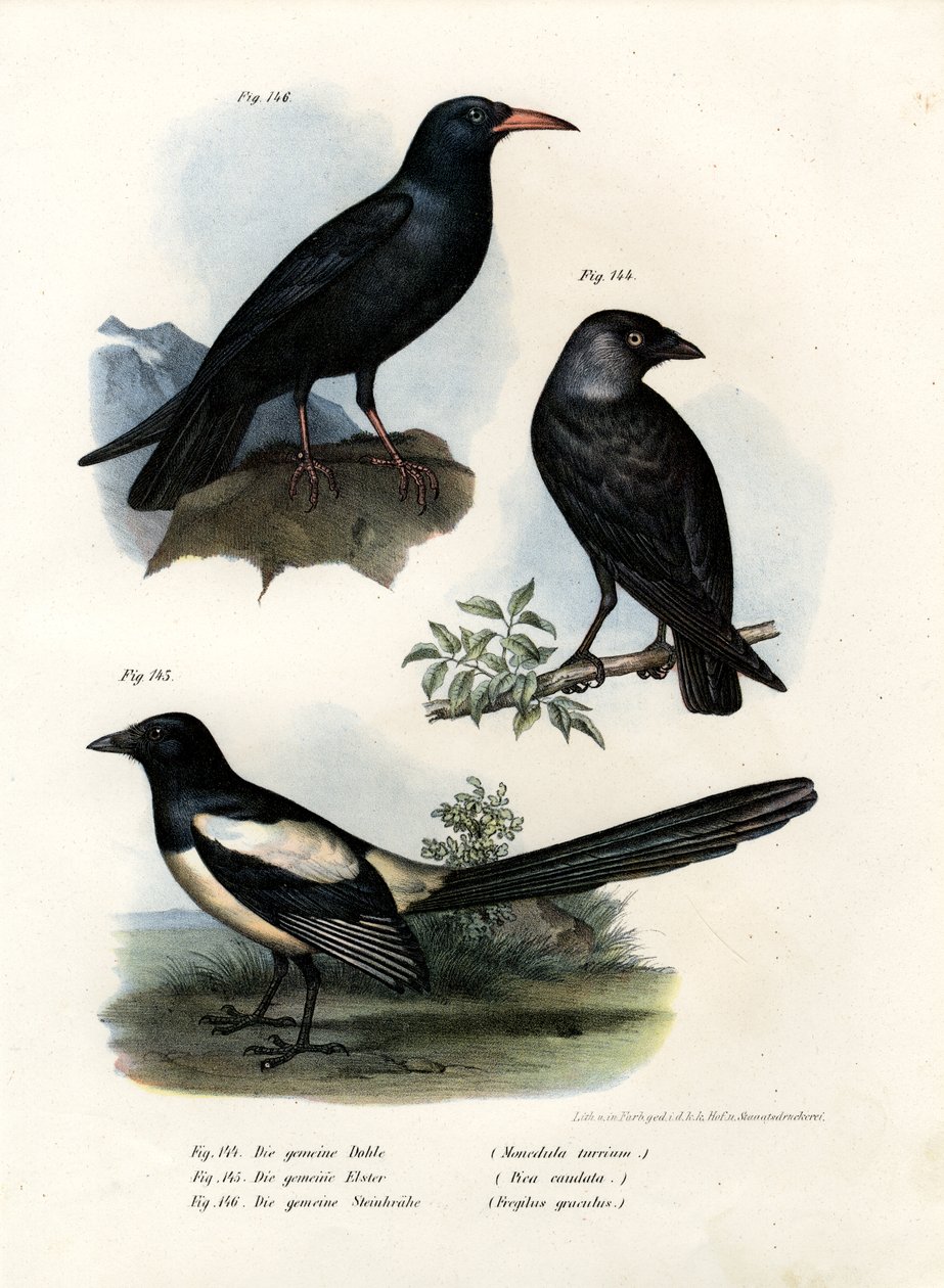 Daw, 1864 alkotó: German School