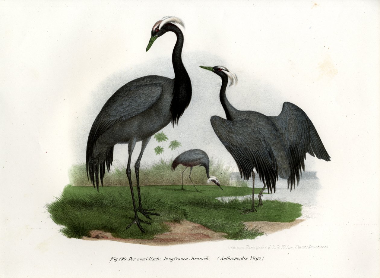 Miss Crane, 1864 alkotó: German School
