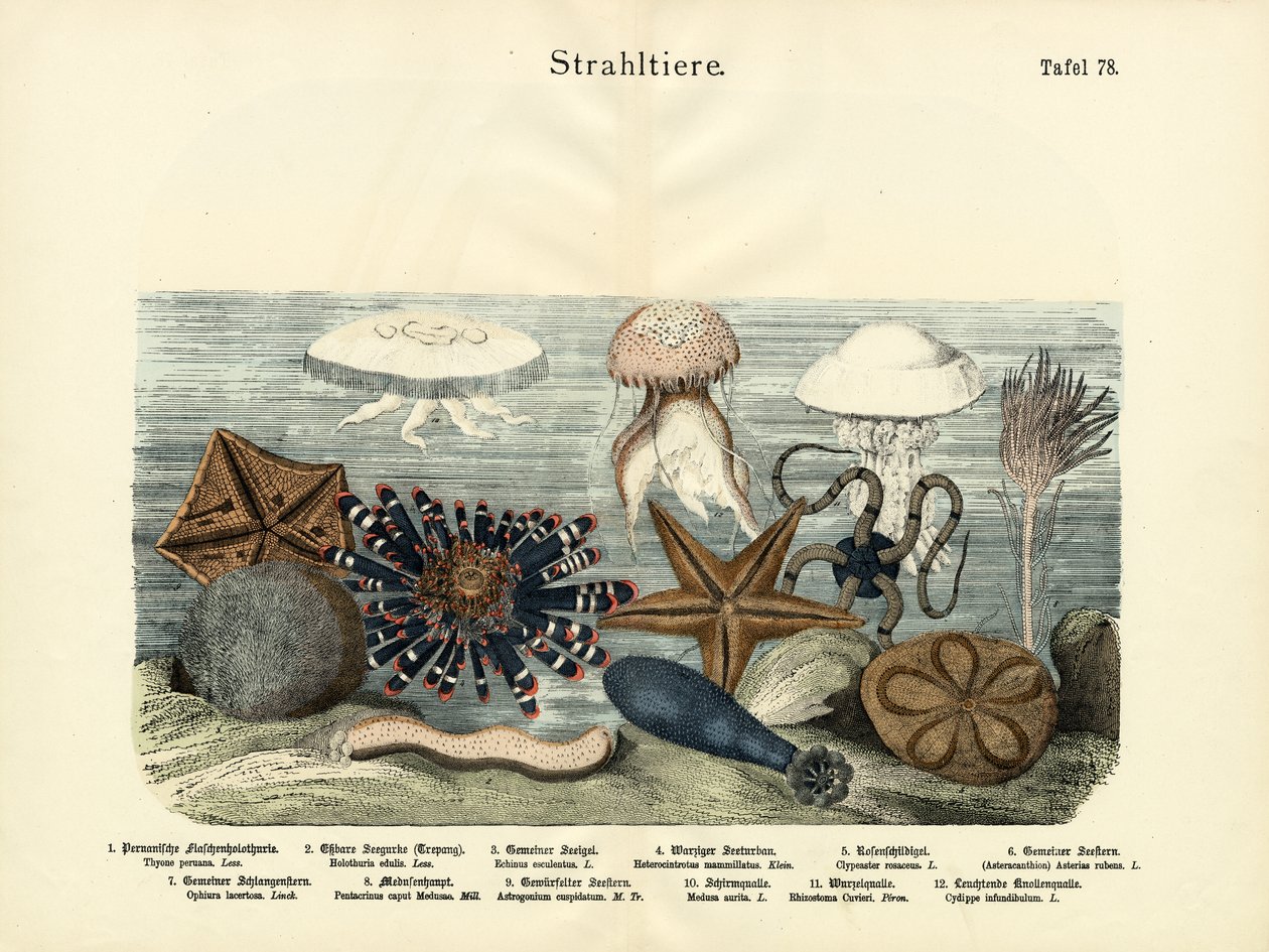 Tüskésbőrűek, 1860 körül alkotó: German School