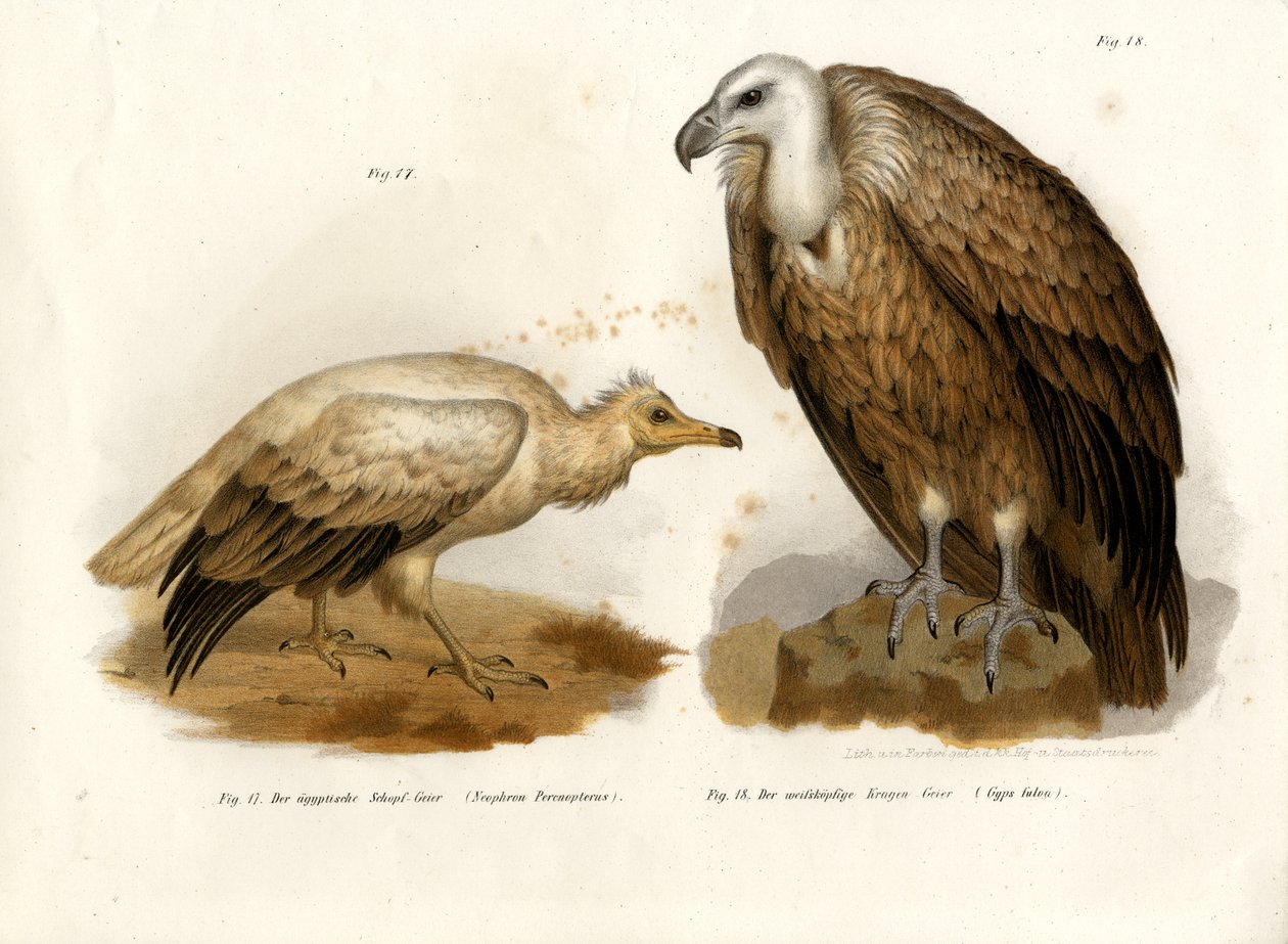 Egyiptomi keselyű, 1864 alkotó: German School