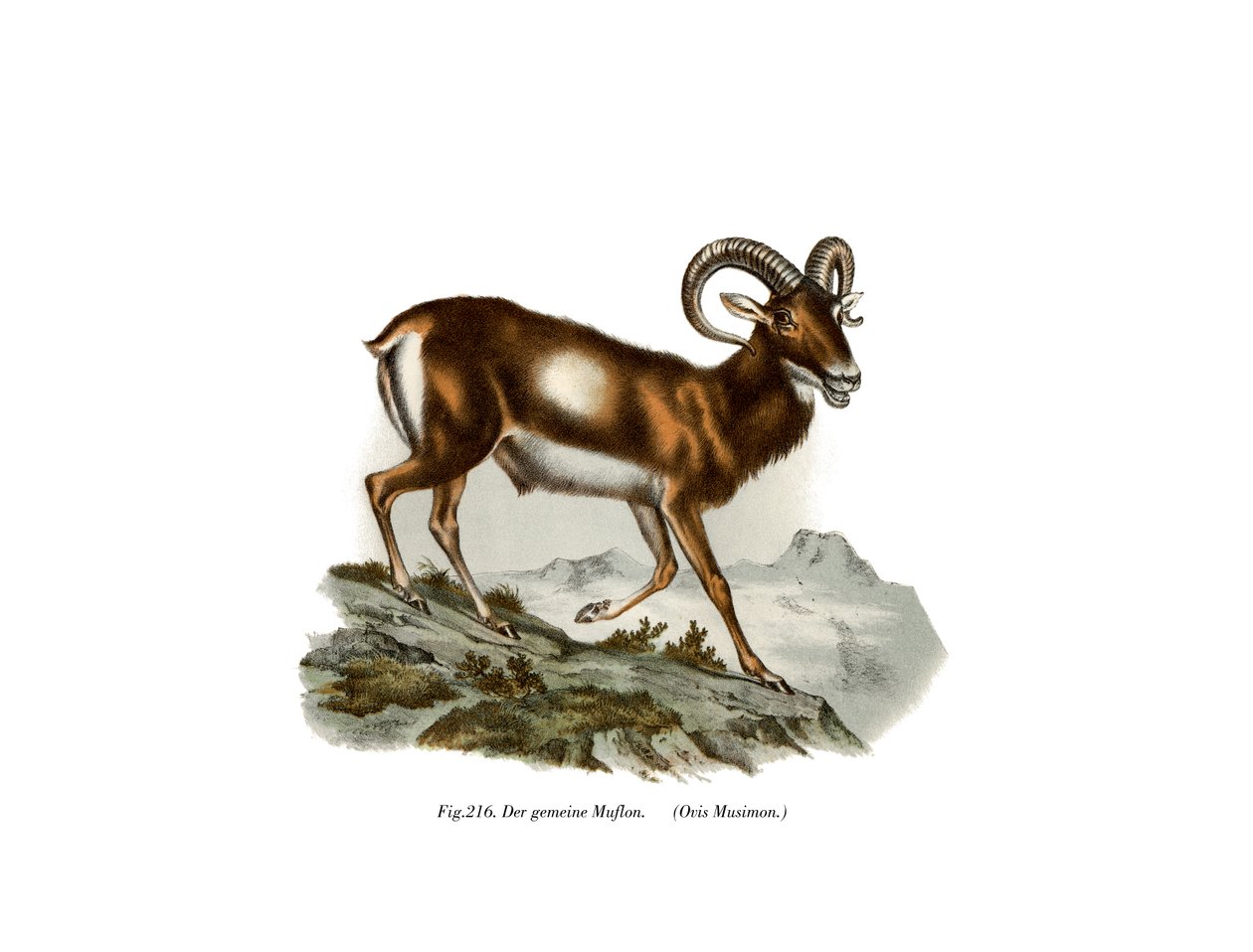 Európai muflon, 1860 alkotó: German School