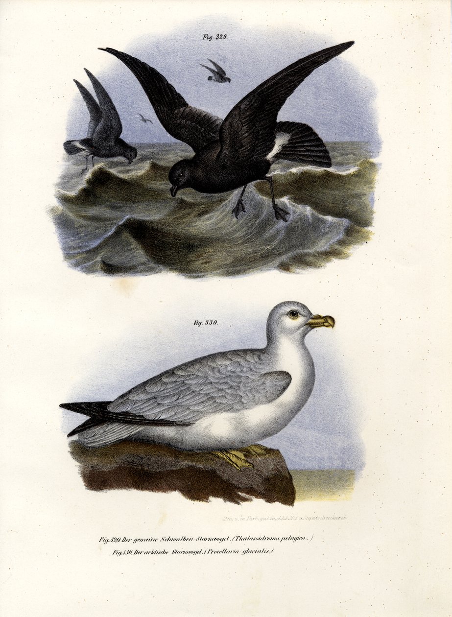 Európai Viharpetrel, 1864 alkotó: German School