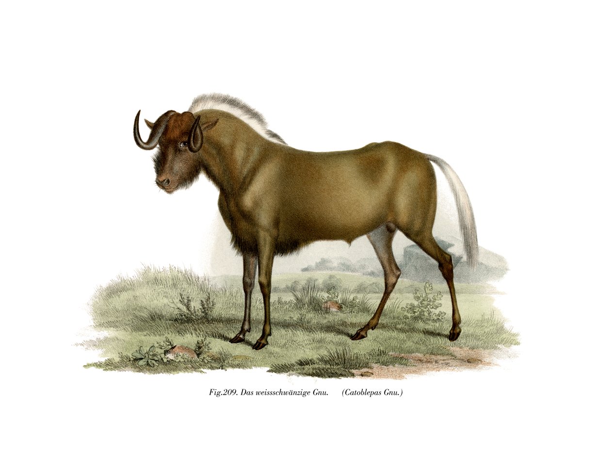 Gnu, 1860 alkotó: German School
