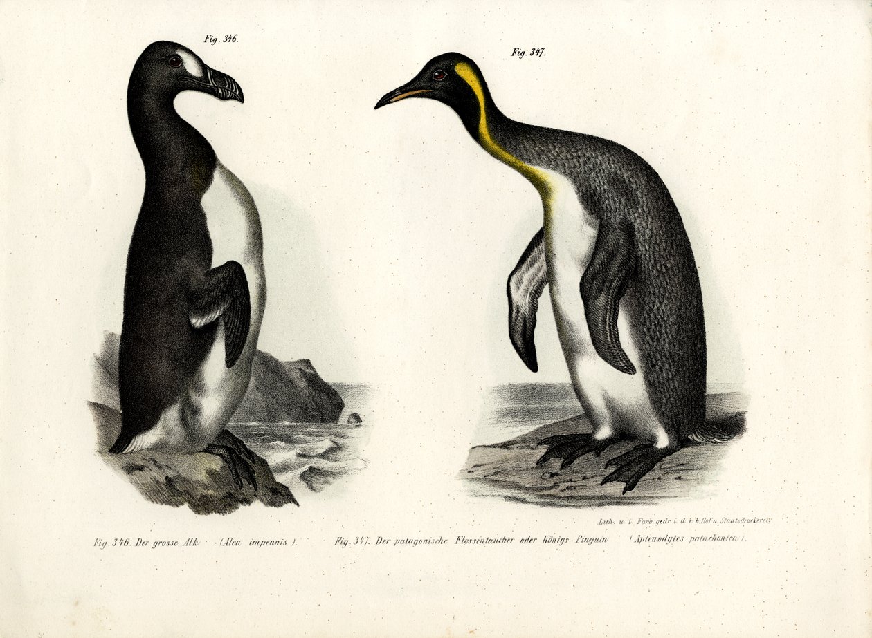 Great Auk, 1864 alkotó: German School