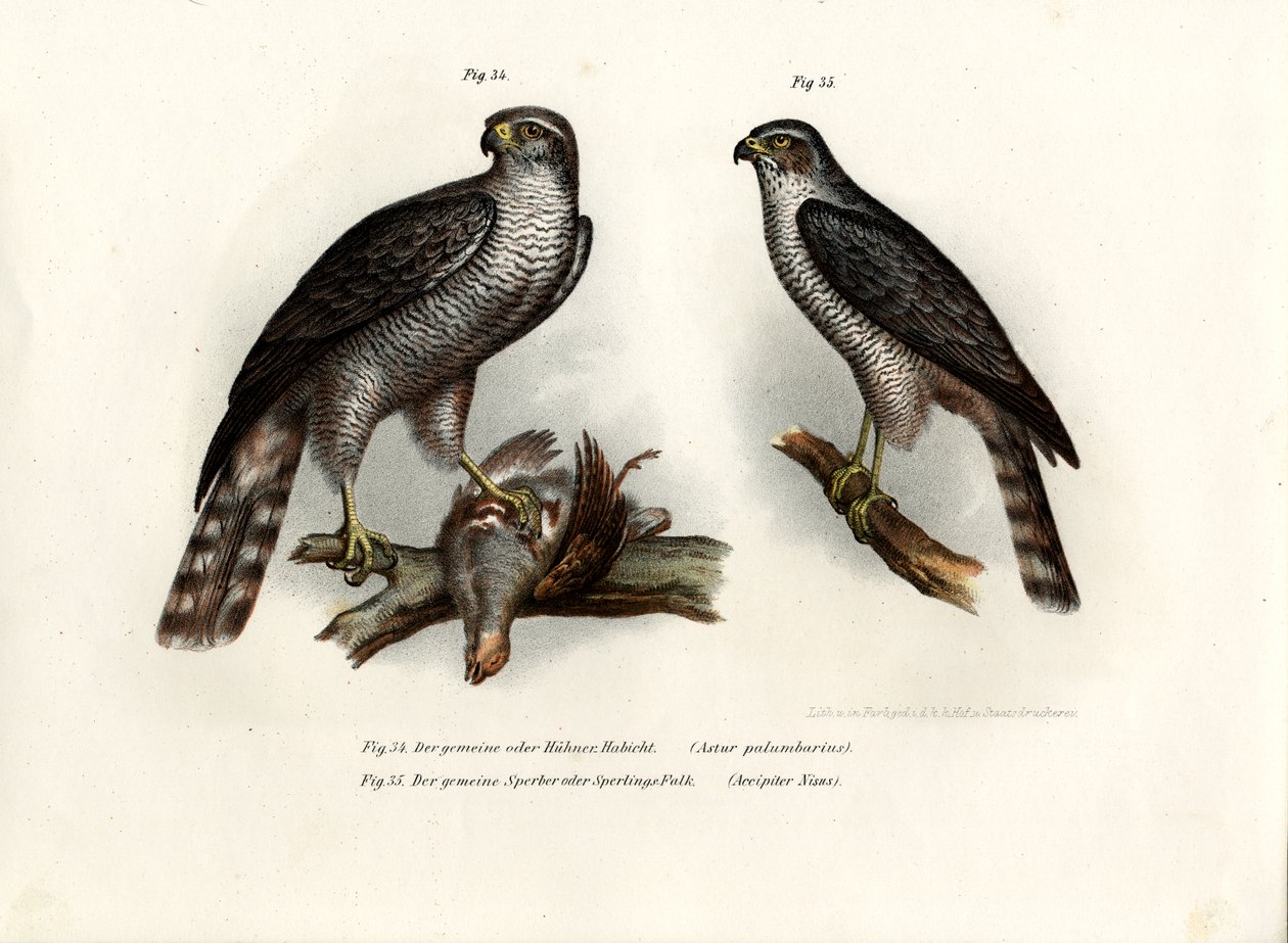Hawk, 1864 alkotó: German School