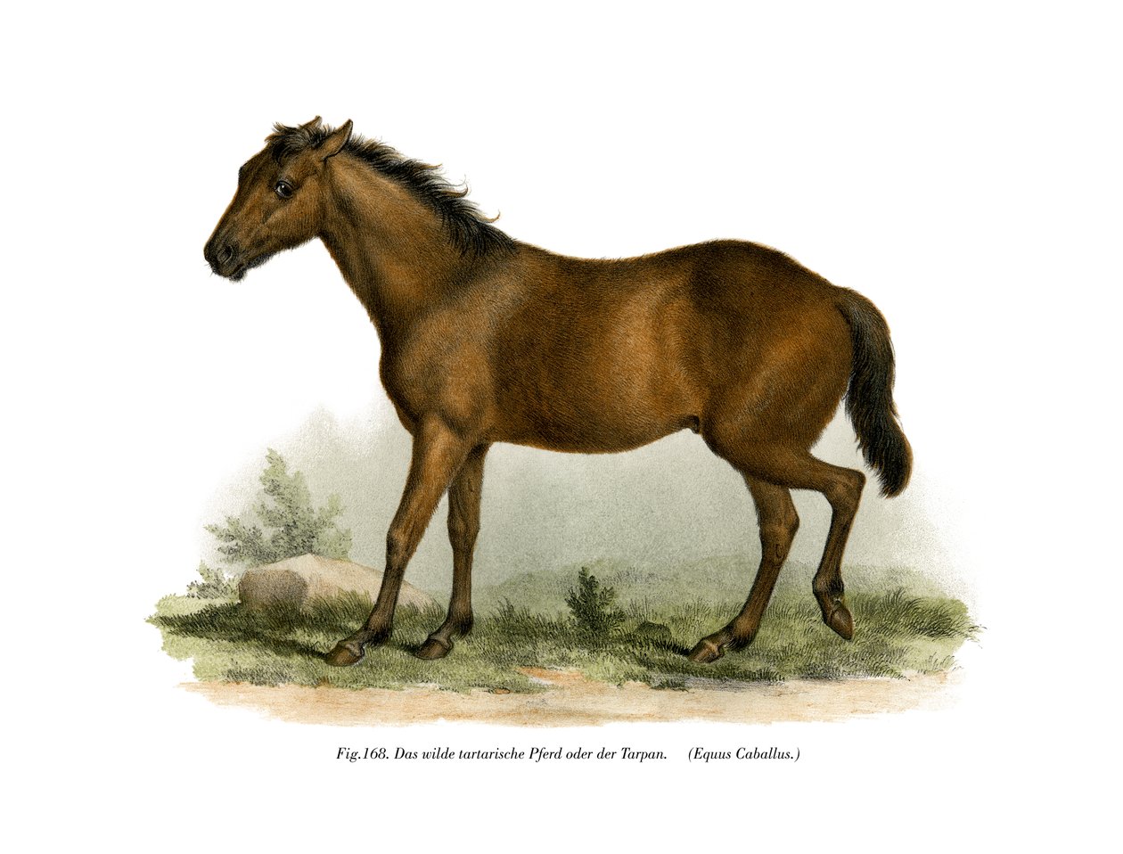 Ló, 1860 alkotó: German School
