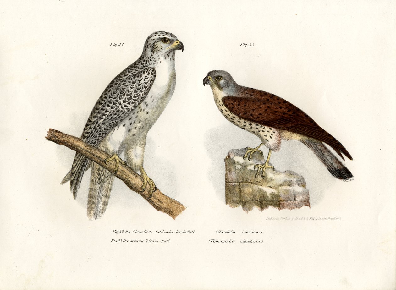 Izlandi Gyrfalcon, 1864 alkotó: German School