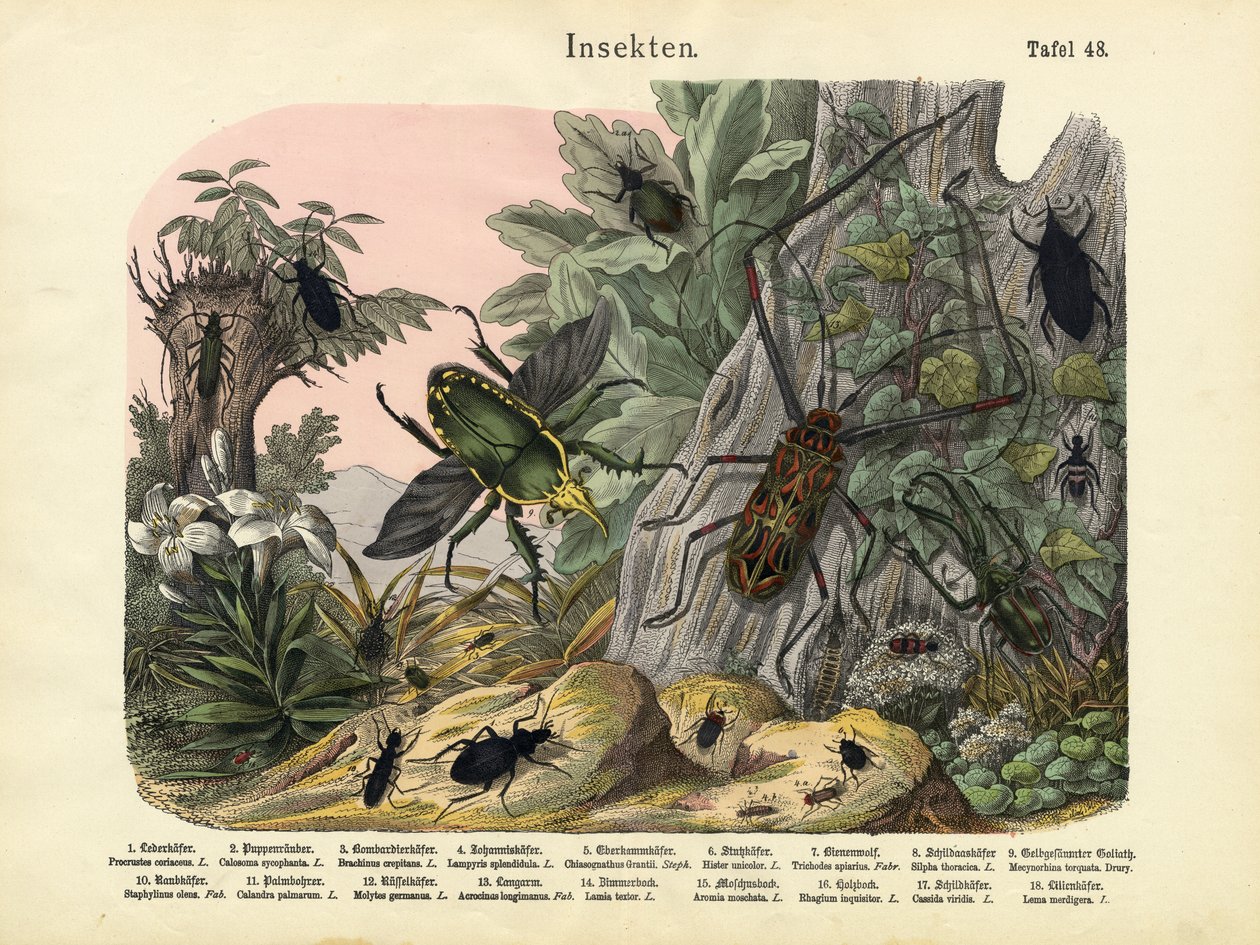 Rovarok, 1860 körül alkotó: German School