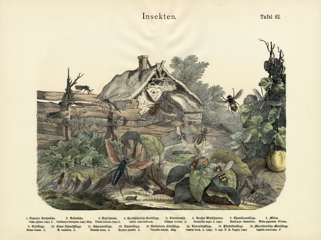 Rovarok, 1860 körül alkotó: German School