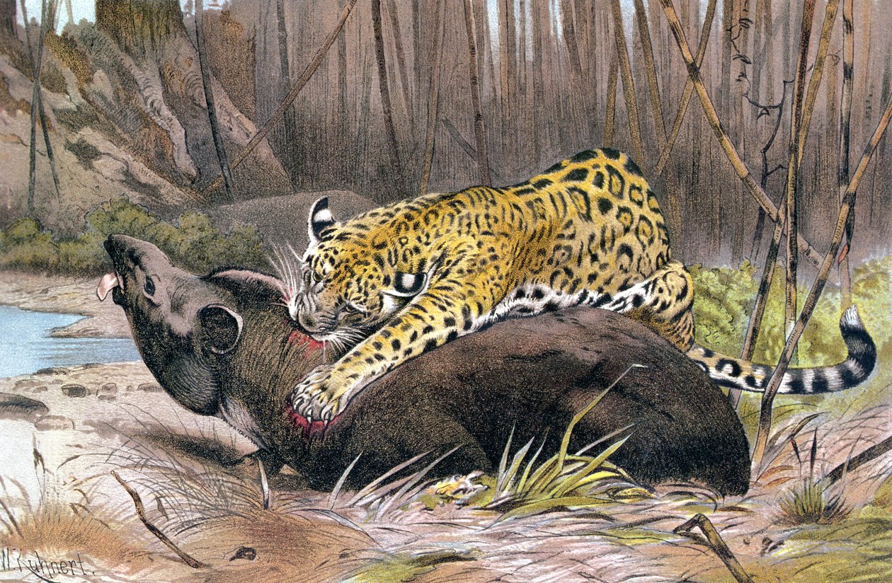 Jaguár, lemez a Brehm