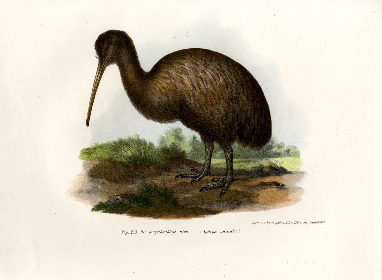 Kiwi, 1864 alkotó: German School