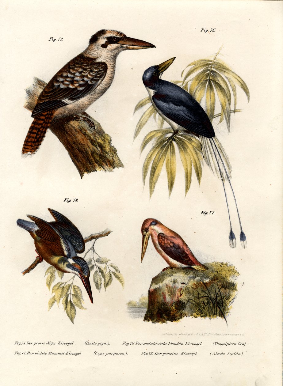 Kookaburra, 1864 alkotó: German School