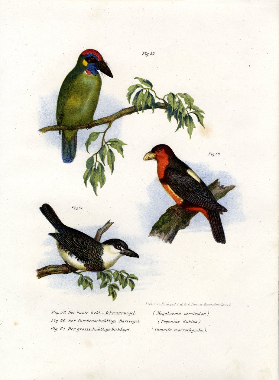 Nagy zöld barbet, 1864 alkotó: German School