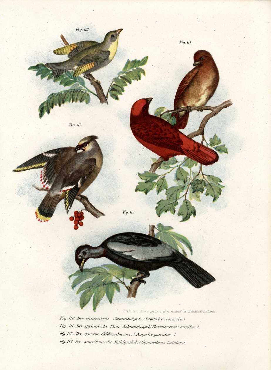 Leiothrix madár, 1864 alkotó: German School
